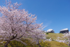 能登島 ガラス美術館 桜が綺麗