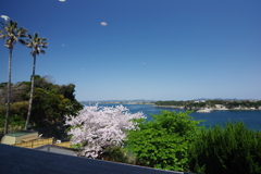 三崎マグロきっぷ 窓からの景色