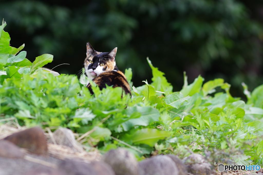 大井町ふ頭中央海浜公園　野良猫撮り (2)