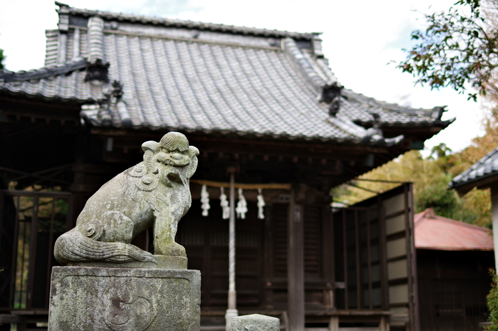 Kamakura散歩 八坂大神 狛犬さん