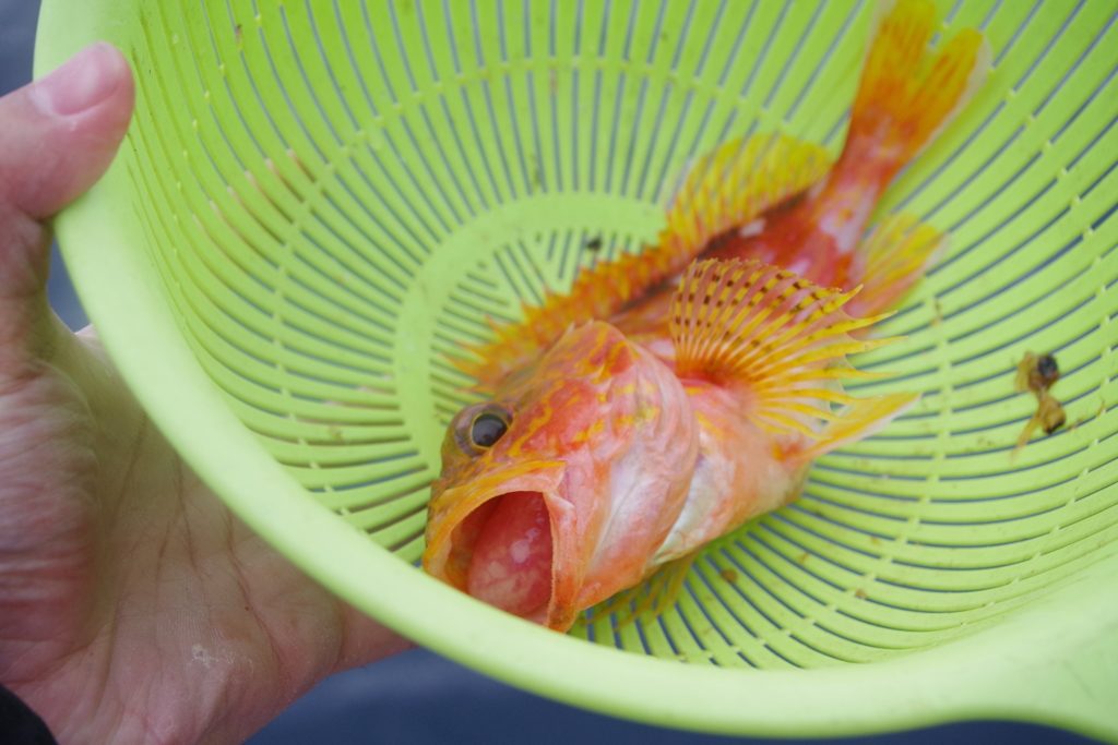 伊東湾で初めての釣り カサゴがつれました2　どっちも小さい
