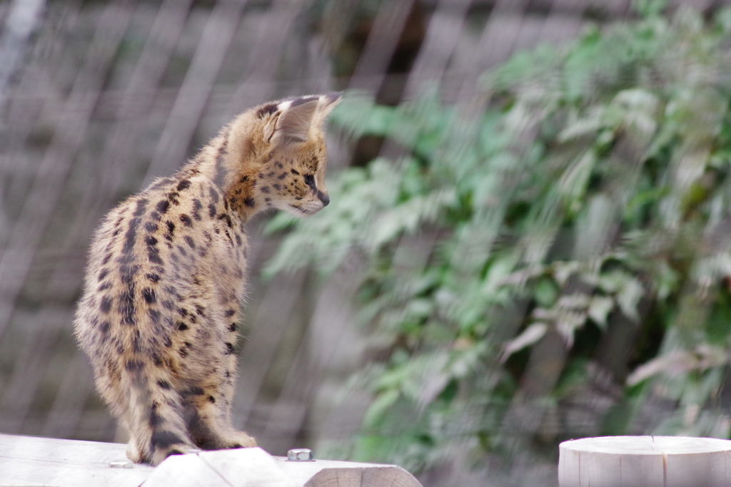 多摩動物公園 サーバルキャットの子供 何かを見つめる2
