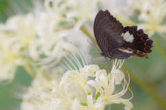 白い彼岸花と黒いモンキアゲハ2