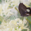白い彼岸花と黒いモンキアゲハ2
