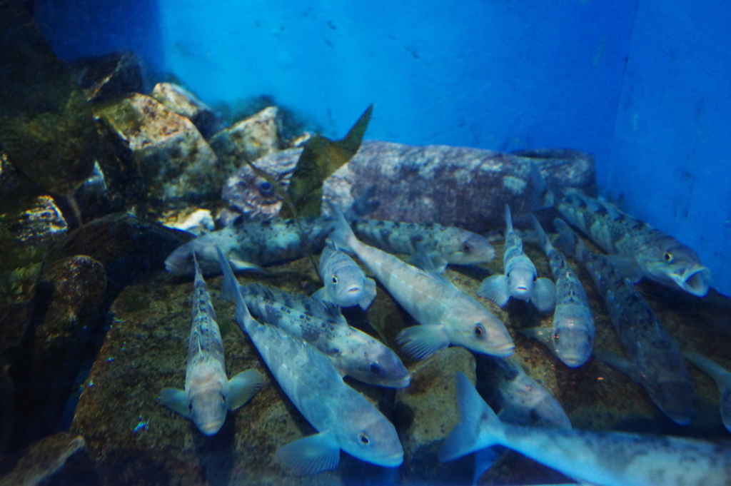 のとじま水族館　ほっけ!