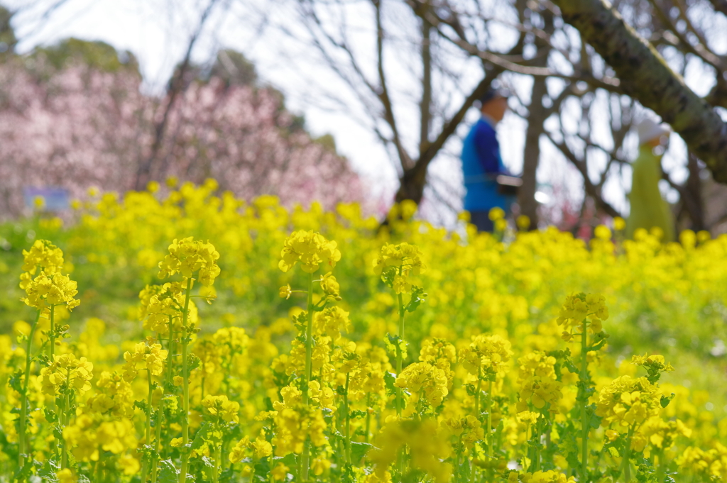 富山植物公園 菜の花　いいですね