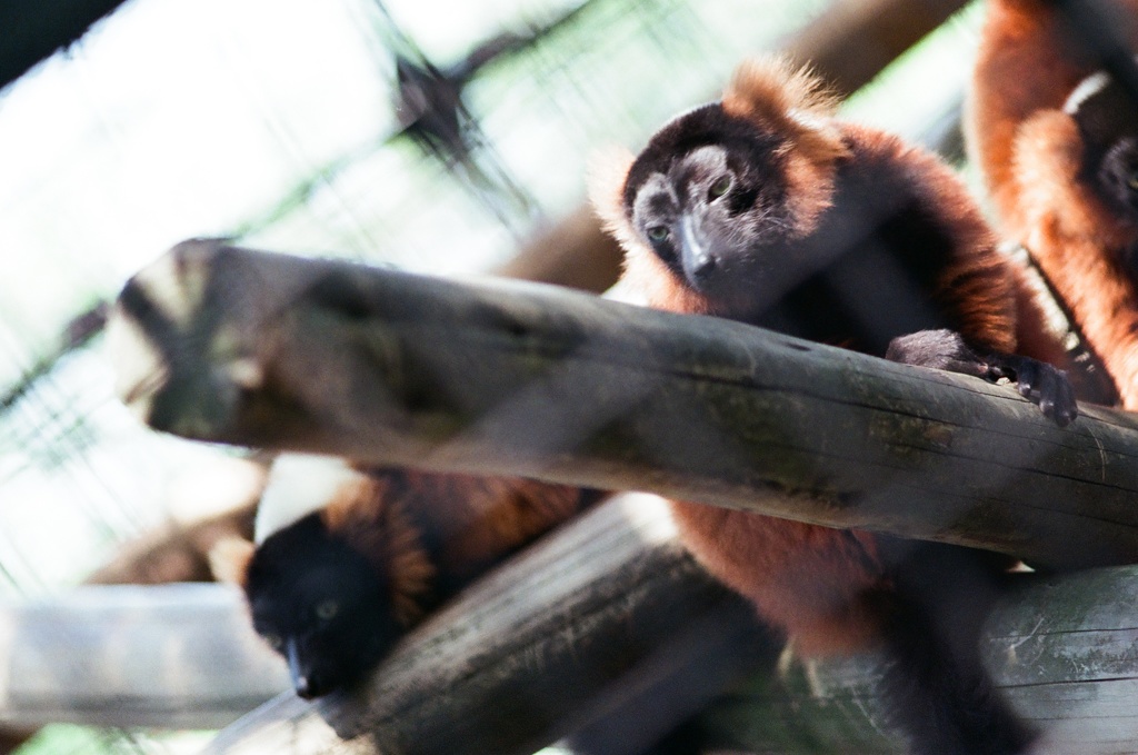 野毛山動物園(フィルム) アカエリマキキツネザル