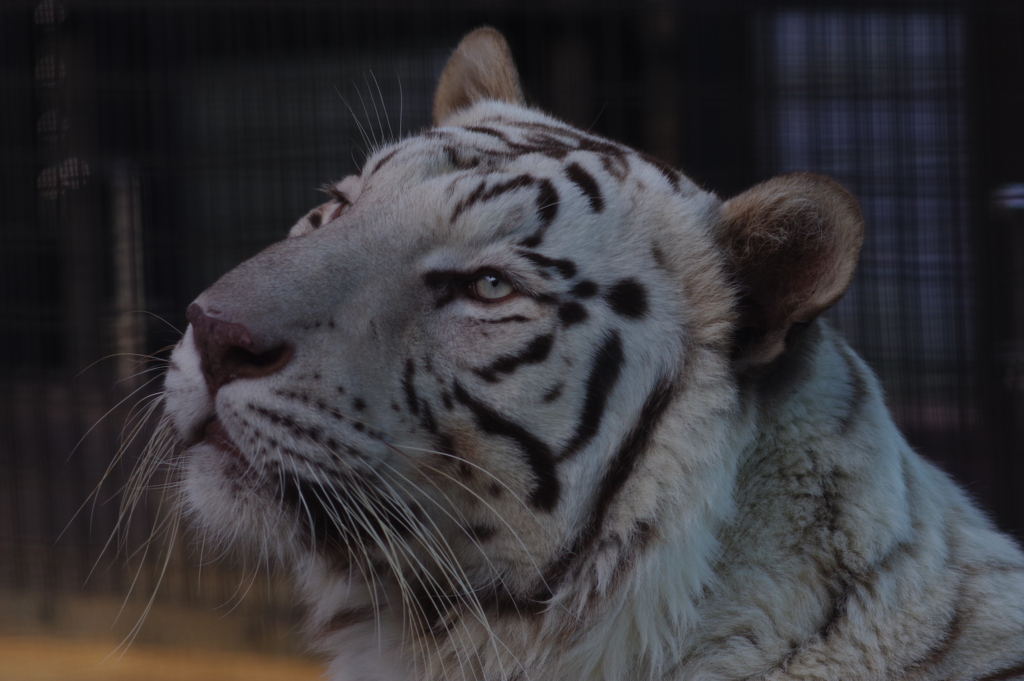 久しぶりのいしかわ動物園 この目線の先にトラがいます