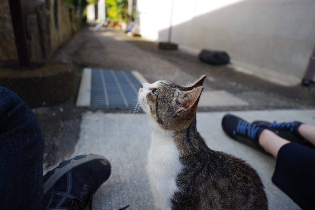 長崎 池島観光 バスの時間まで猫と戯れる By K Nori Id 写真共有サイト Photohito