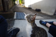 長崎 池島観光 バスの時間まで猫と戯れる