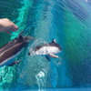 のとじま水族館 珍しいイルカへの餌やり