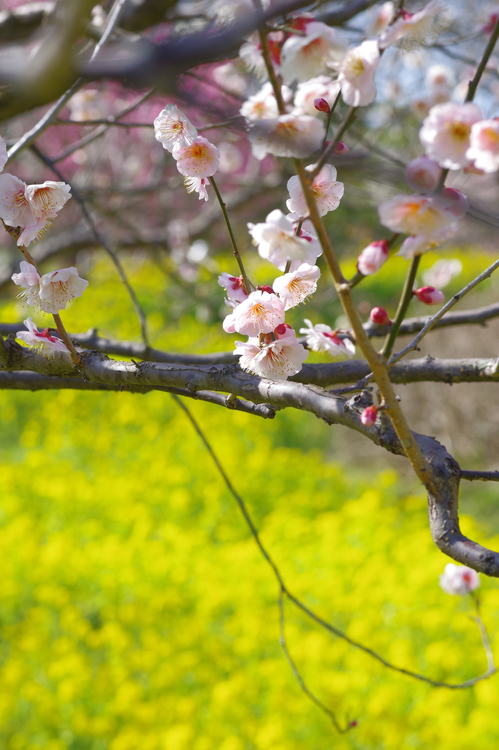 富山植物公園　きれいな梅2