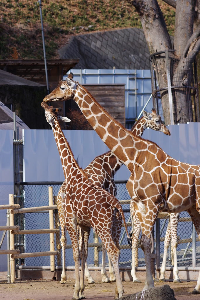 多摩動物公園 キリンだらけ