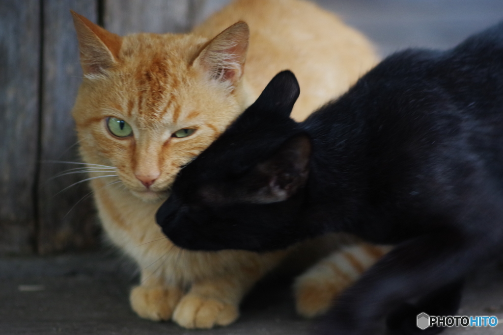 今日のノラ猫さん 11 仲良しな二人