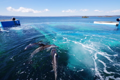 のとじま水族館 珍しいイルカへの餌やり　綺麗な水槽と海