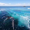 のとじま水族館 珍しいイルカへの餌やり　綺麗な水槽と海