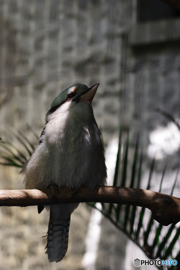 Ueno zoo (9)