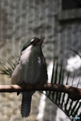 Ueno zoo (9)