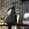 Ueno zoo (9)