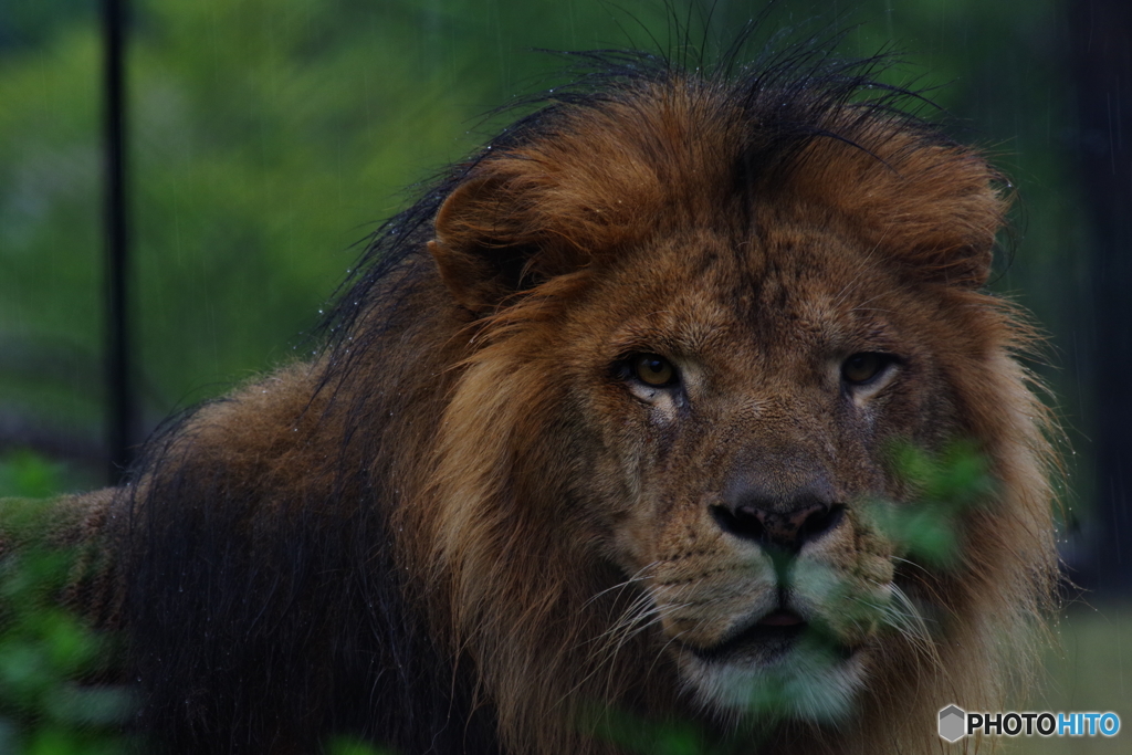 ずぶ濡れライオン