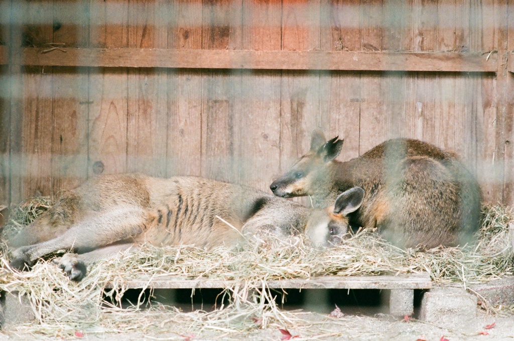 お昼寝のオグロワラビー（フィルム）