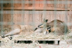 お昼寝のオグロワラビー（フィルム）