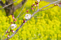 富山植物公園 梅と菜の花が綺麗 (2)