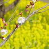 富山植物公園 梅と菜の花が綺麗 (2)