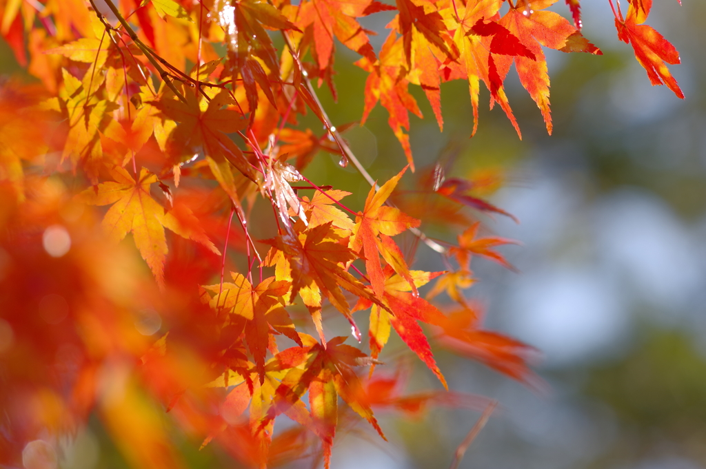 那谷寺 紅葉 (32)