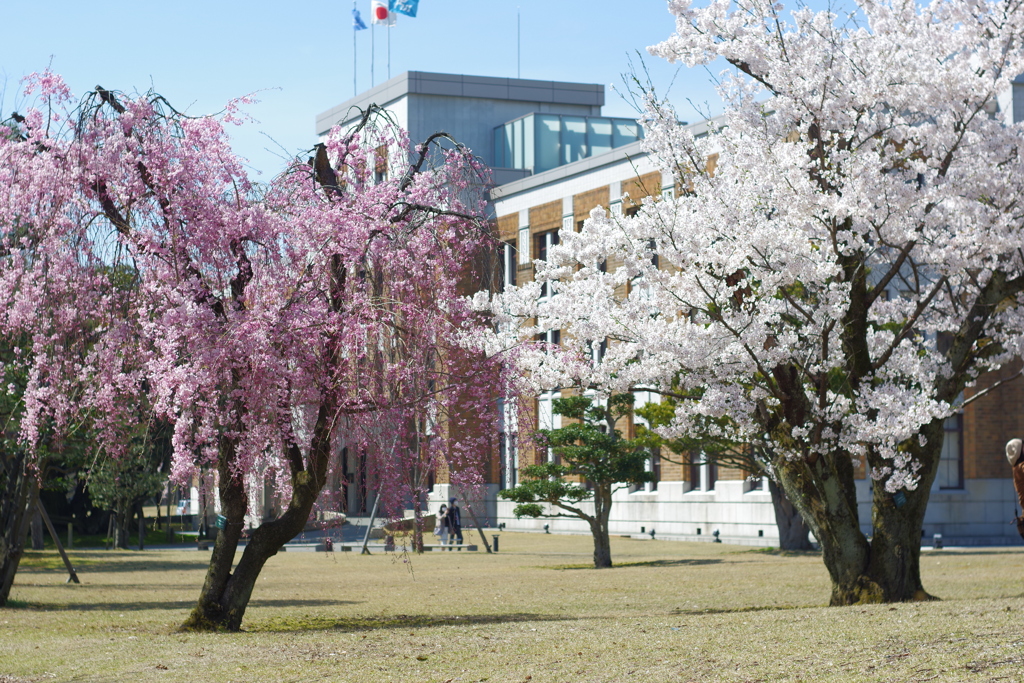 兼六園 桜 (77)