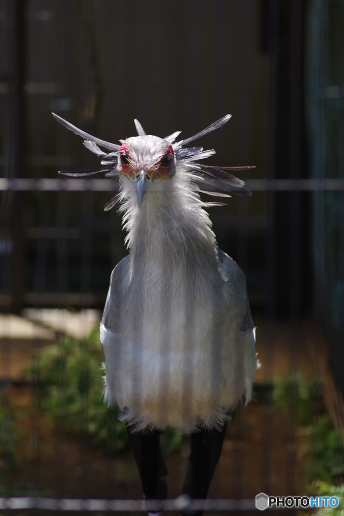 Ueno zoo (12)