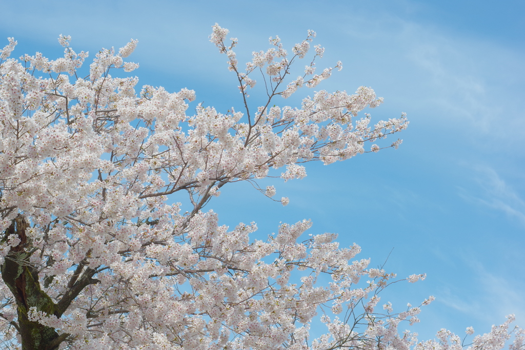 兼六園 桜 (70)