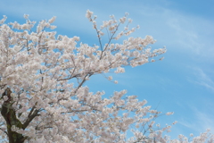 兼六園 桜 (70)