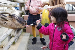 正月 姪 動物園にて 嬉しそうに餌をあげる