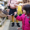 正月 姪 動物園にて 嬉しそうに餌をあげる