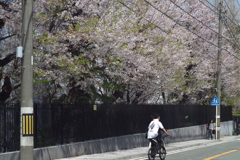 いつもの西洋館ぶらぶら　桜がいっぱい