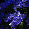 イングリッシュガーデン petri 50mm f1.7 気が早い紫陽花