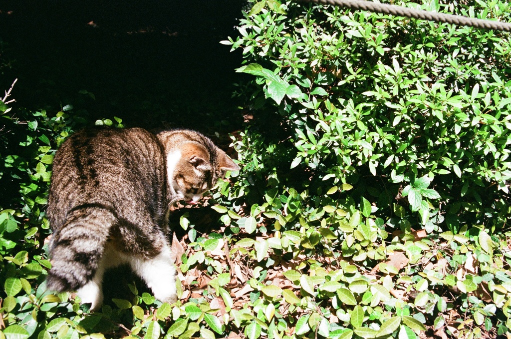 海の見える丘公園 野良猫(フィルム)