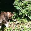 海の見える丘公園 野良猫(フィルム)