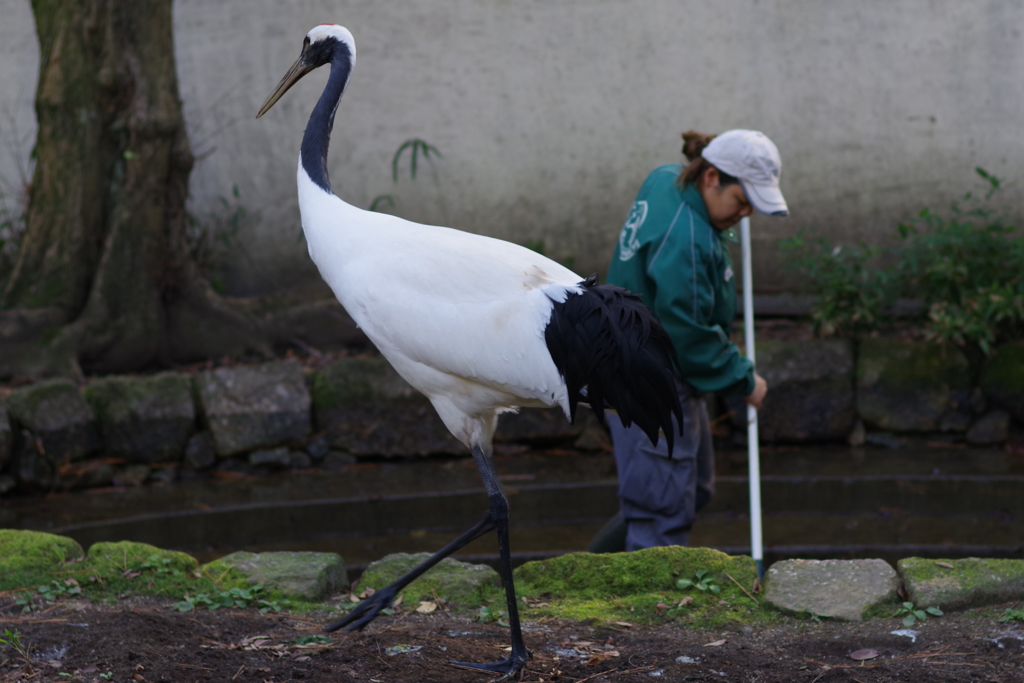 金沢動物園 動物と人がテーマ　反対側に逃げるタンチョウ