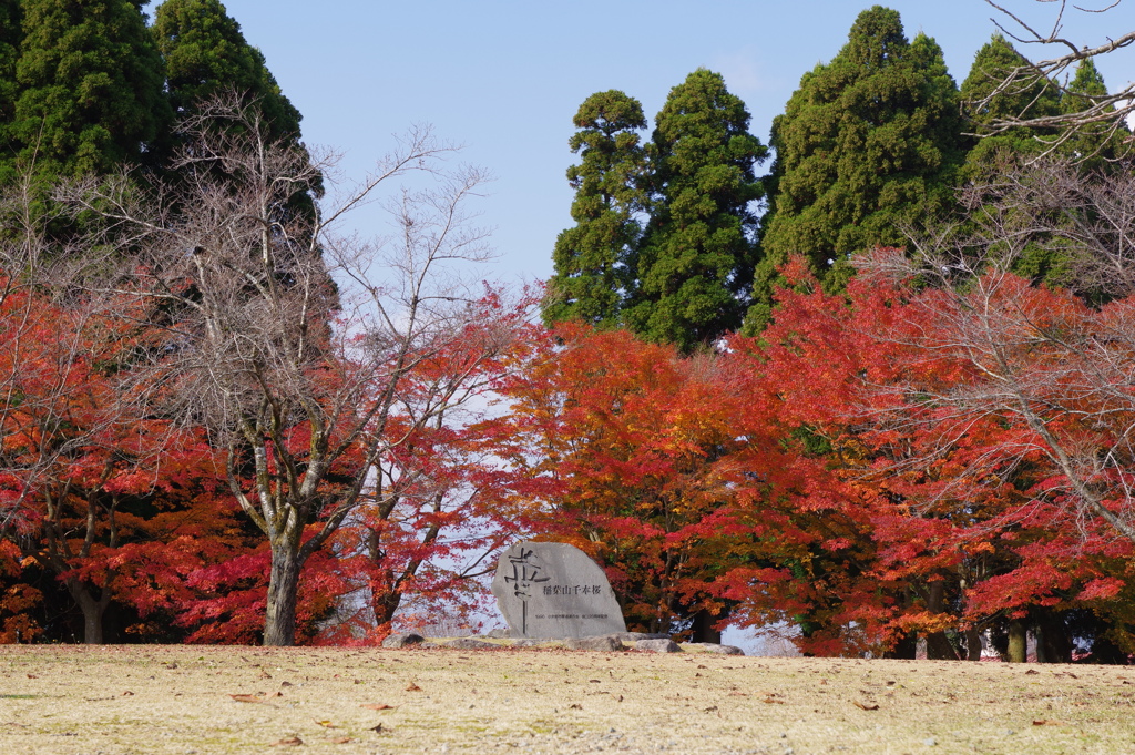 小矢部　紅葉