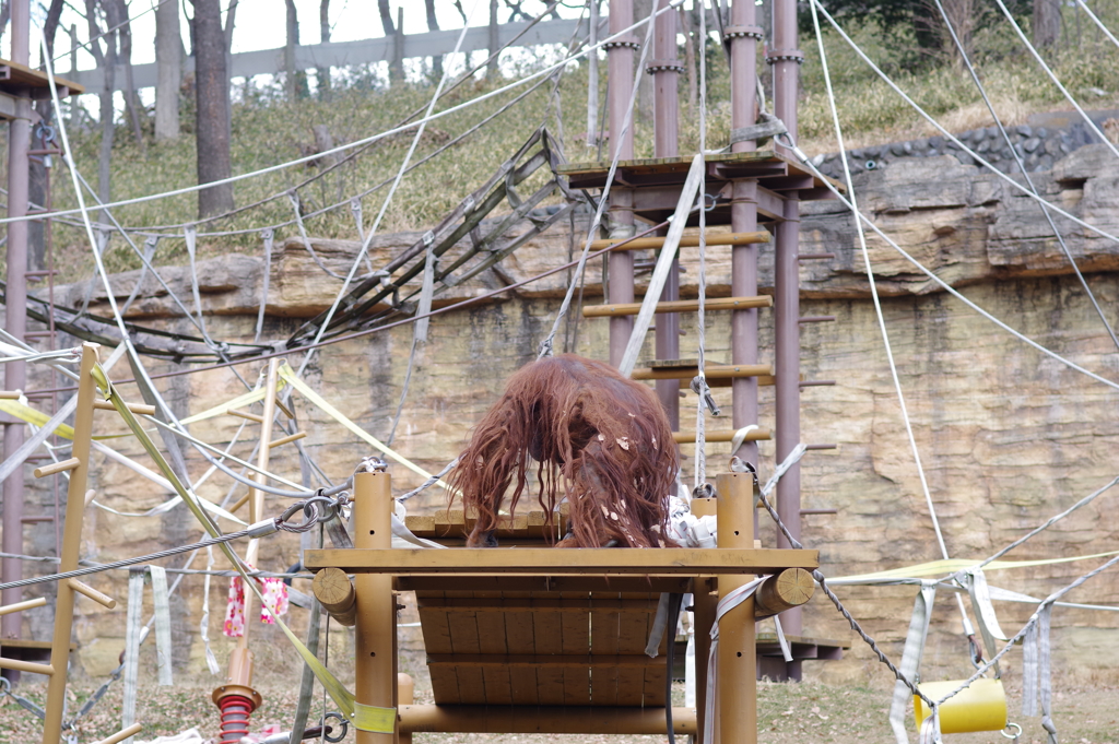 多摩動物公園 オラウータン