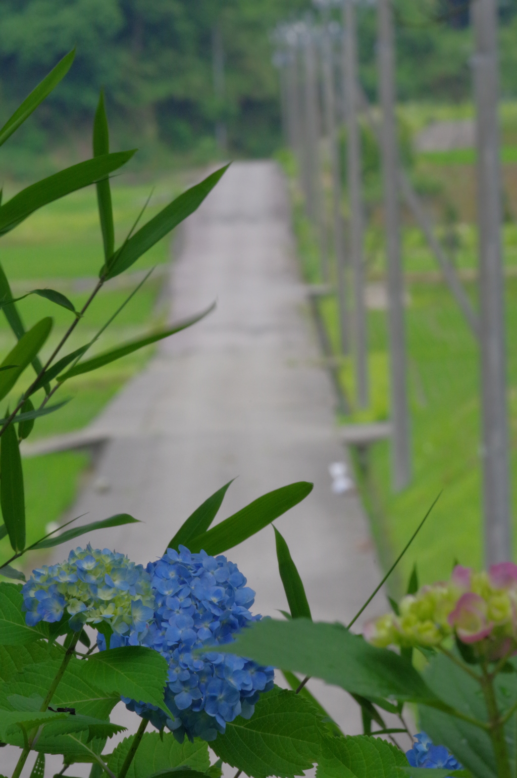 紫陽花と道