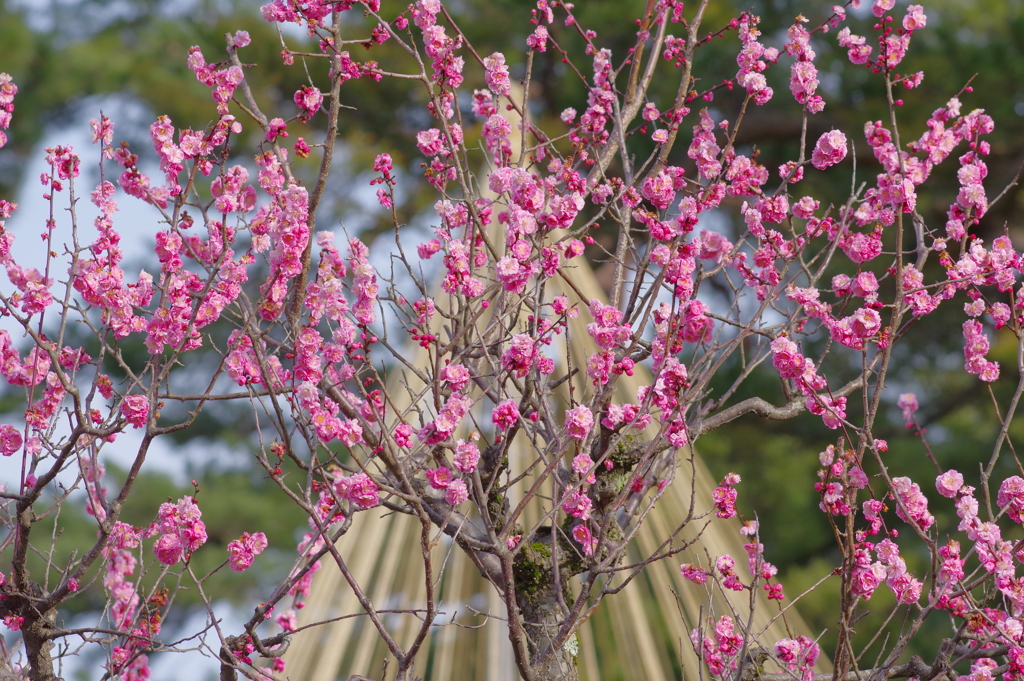 兼六園 梅林 (60)