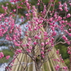 兼六園 梅林 (60)