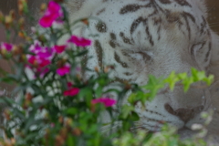 雨のいしかわ動物園 ホワイトタイガーお花を添えて