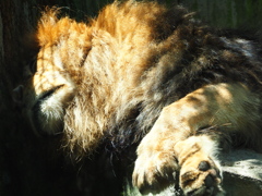 いしかわ動物園 オリンパスで撮ってみた 動きものを撮りたいのですが・・・