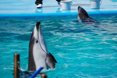 のとじま水族館　カマイルカのショー2