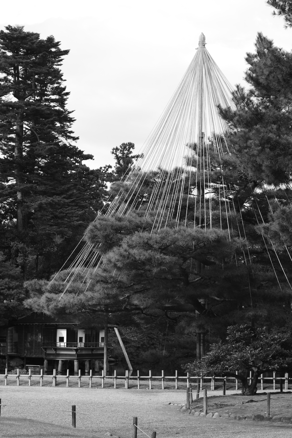YASHICAでお散歩 白黒で撮ってみた