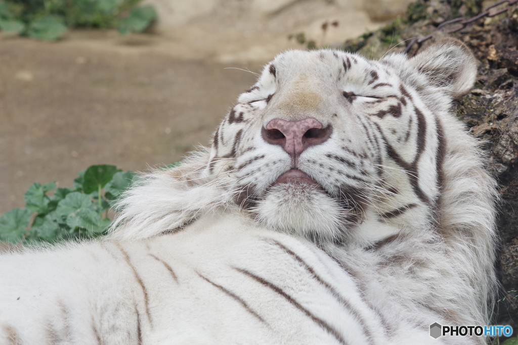 東武動物公園 爆睡のホワイトタイガー